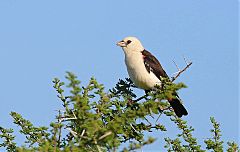 White-headed Buffalo-Weaver